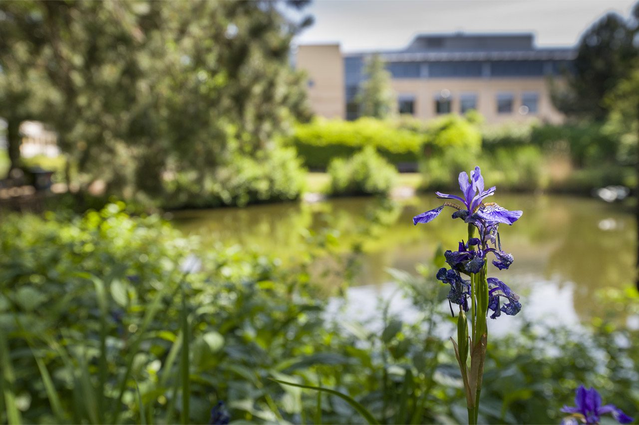 Birmingham business park landscaped lake at Birmingham business park
