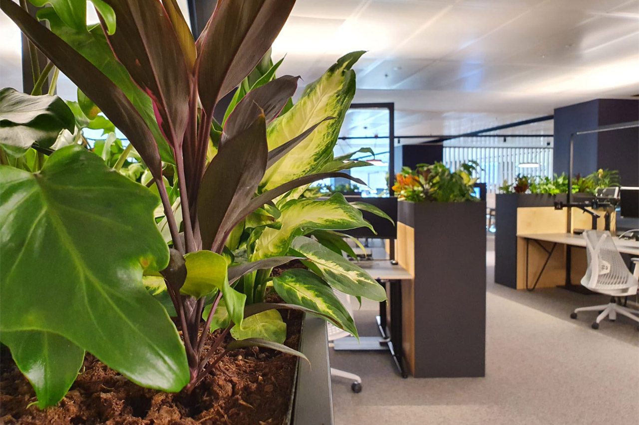 wellbeing through biophilic design in workplaces wellbeing through biophilic design in workplaces